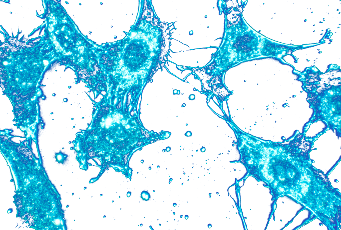 human-cell-lines-iclac